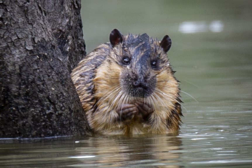 a rat-like species sitting in water beside a tree trunk, its hands are near its face