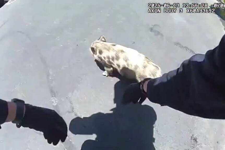 A snapshot from a police officer's body cam shows hands reaching for a small, pink piglet on a road.