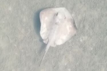 Grey stingray in water