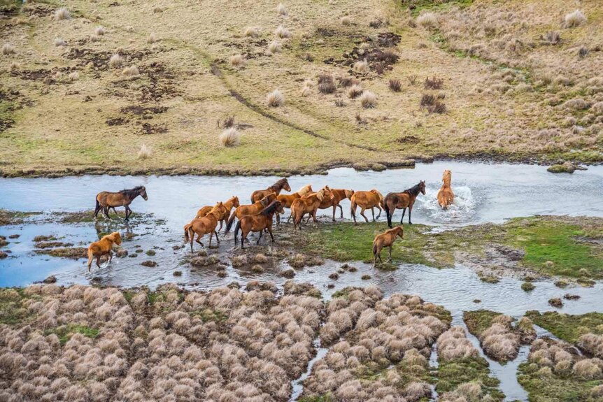 Wild horses in a mountain stream.