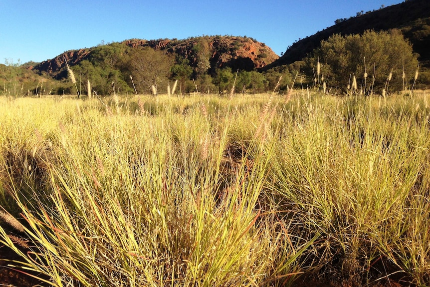 Buffel grass grows high east of Alice Springs