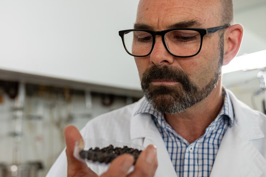 a man in glasses and a lab coat examines a petri dish full of berries