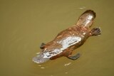 A platypus on the surface of some water close-up swimming