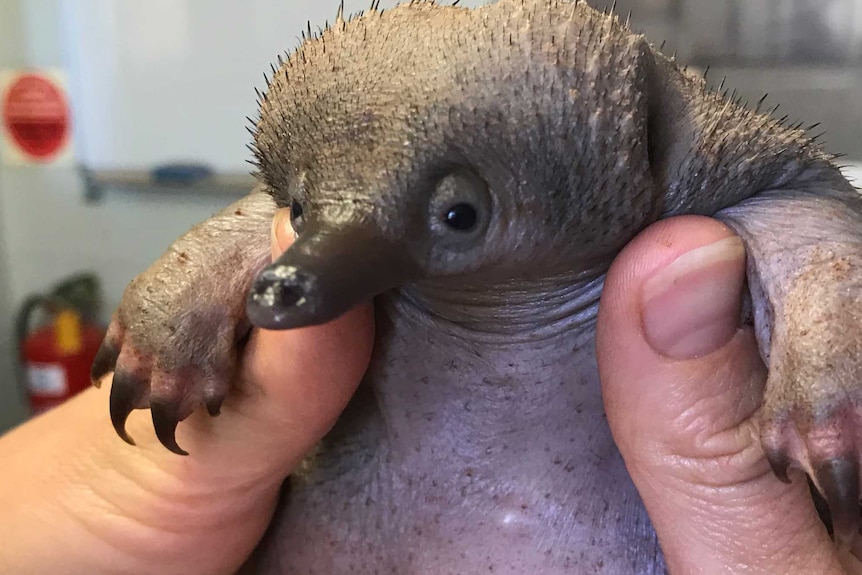 zoo keepers hold the baby echidna under its paws.