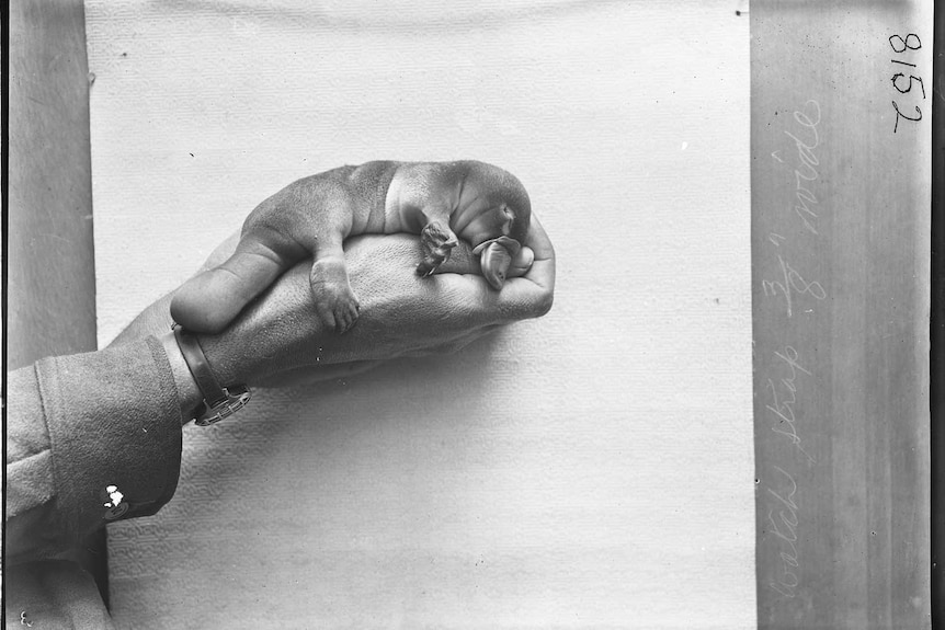 A black and white image of a very small platypus in the hand of a man