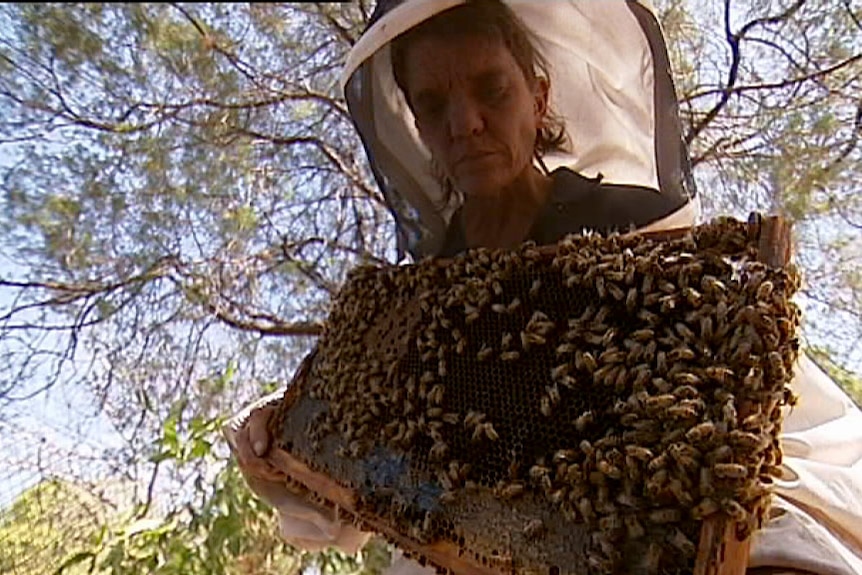 Apiary Officer Vicki Simlesa wears bee protection equipment to inspect a sentinel hive in Darwin