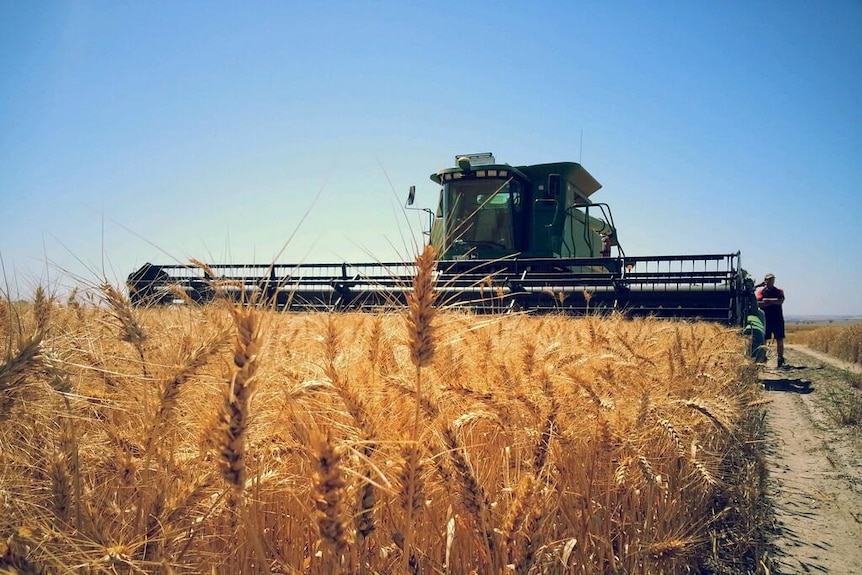 a harvester approaching through a field of grain