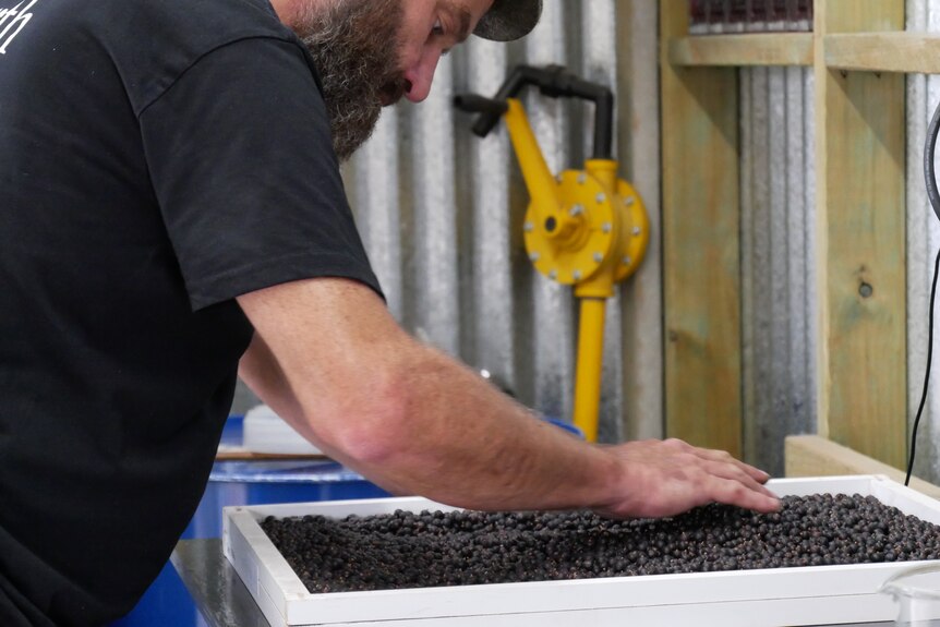 a man reaches along a tray of juniper berries