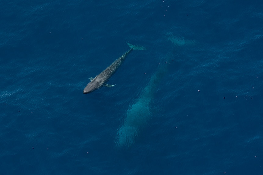 An aerial view of a parent and calf whale in the ocean