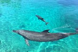 Bottlenose dolphin calf Dusty swims with mum Jinx at Sea World on the Gold Coast