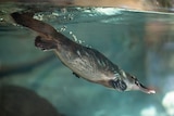 A platypus diving nose first underwater