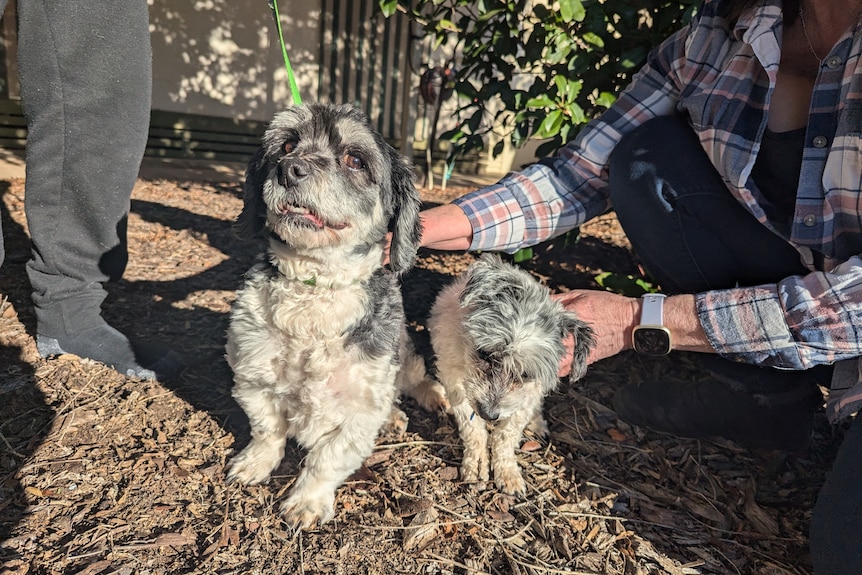 Two related dogs sit next to each other. 