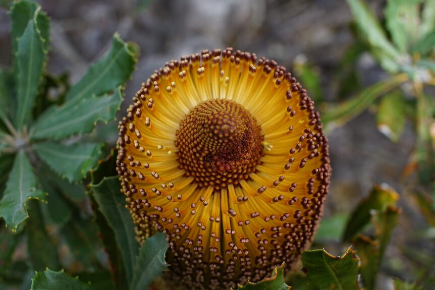 A close up of a yellow flower