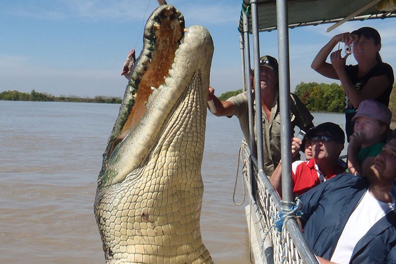 Brutus the Adelaide River celebrity crocodile.