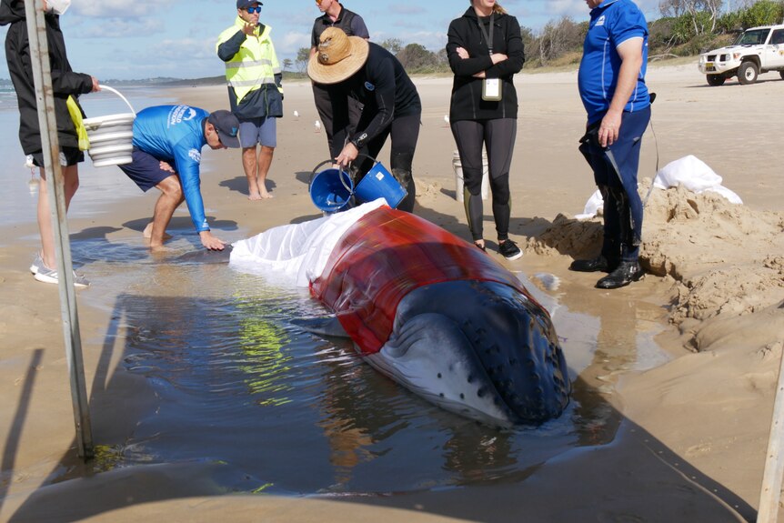 whale covered in sheets having water poured over it