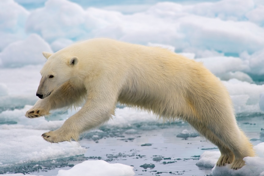 A polar bear jumping across a gap in the ice over water