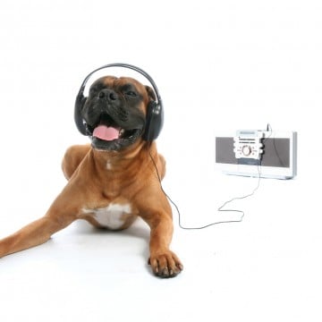 Trending News: Research Finds That Dogs Like Music, But Prefer Reggae