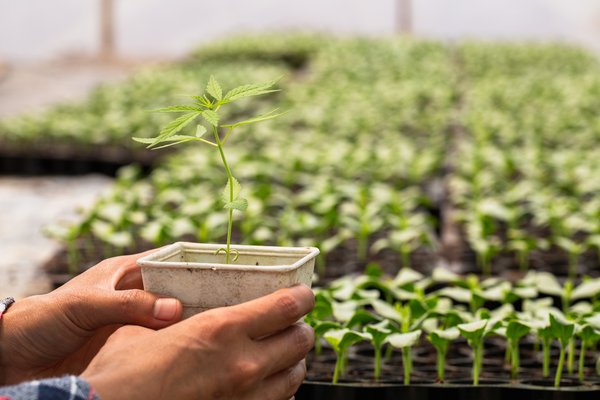 Person holding cannabis plant in large greenhouse