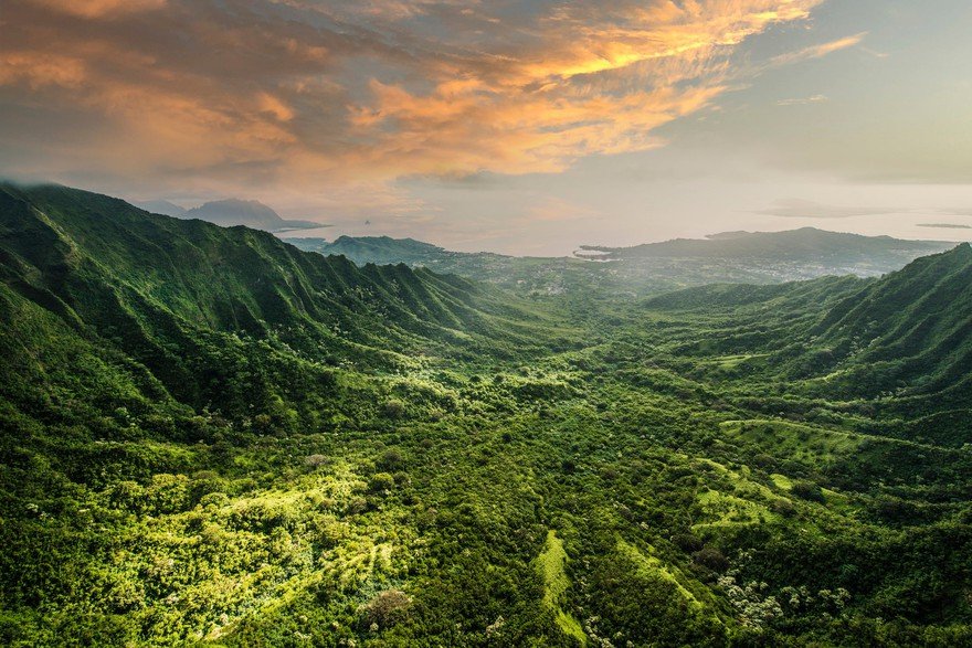 A green rainforest.