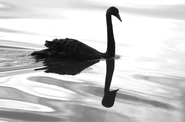 Black swan in water