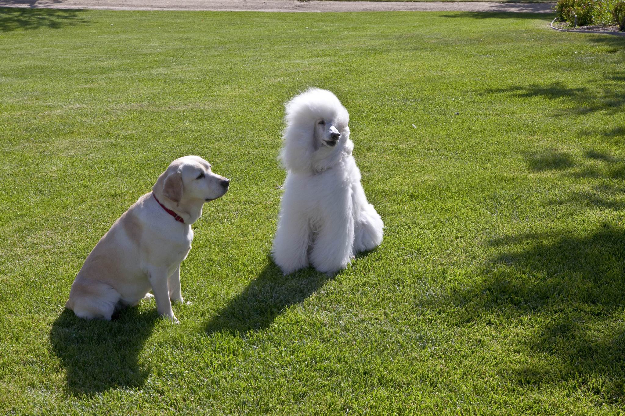 A Christmas Wedding Tail (2011)