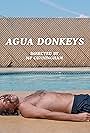 Agua Donkeys (2018)