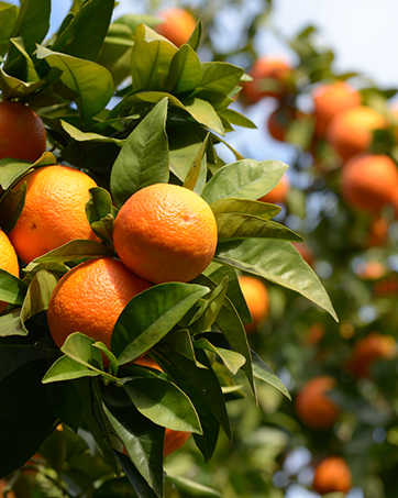 Cointreau oranges