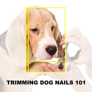 how to trim dog nails