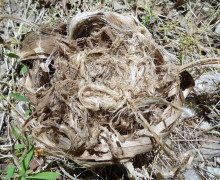 Tinder Bundle made from the inner bark of Tulip Tree (Yellow Poplar).  Click on photo to enlarge.