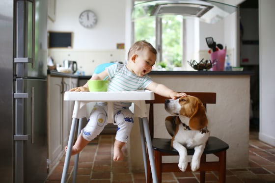 A 1 year old boy petting his dog in the kitchen