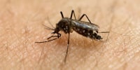 A female Aedes aegypti mosquito acquires a blood meal on the arm of a researcher