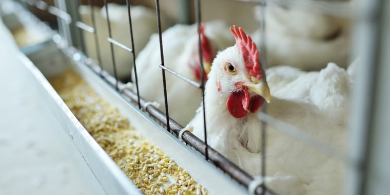 broiler chickens eat food close-up on a poultry farm