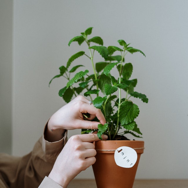 Plantas aromáticas de interior que deberías tener en casa