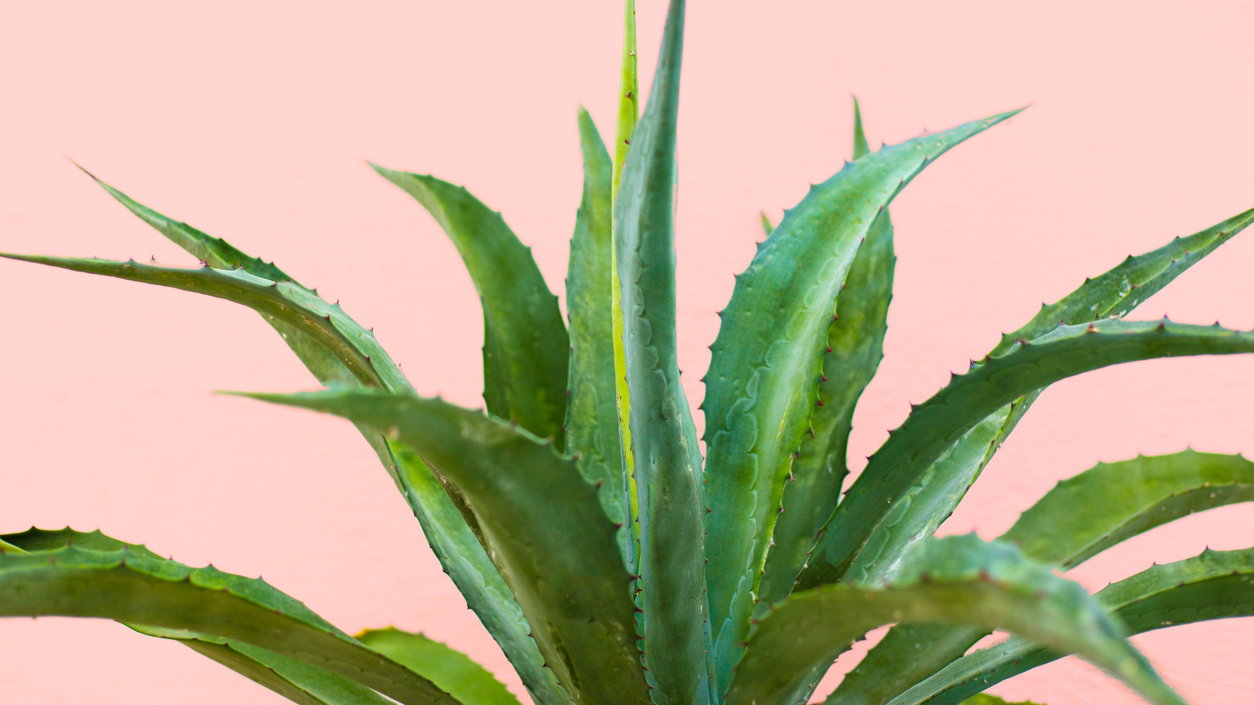 An aloe plant against a peachy background