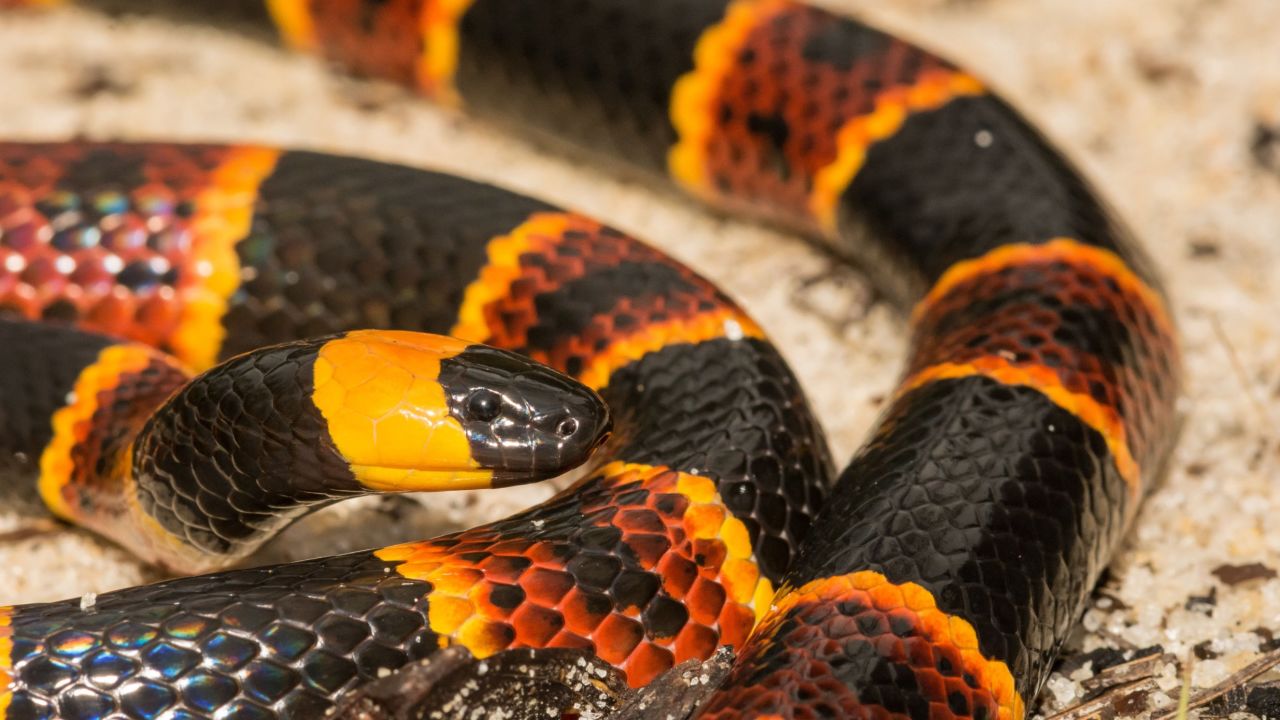 Eastern Coral Snake.