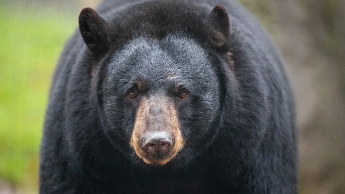 Study this face. This is a black bear face. If you're being attacked by a black bear, don't play dead. Fight back.