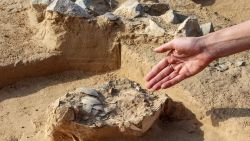 Lauren Davis, excavation manager of the southern district at the Israel Antiquities Authority (IAA), shows discovered ostrich egg fragments dating over 4000 years old next to an ancient fire pit at a site in the dunes near Nitzana along the Israel-Egypt border in the western Negev desert on January 12, 2023. (Photo by GIL COHEN-MAGEN / AFP) (Photo by GIL COHEN-MAGEN/AFP via Getty Images)