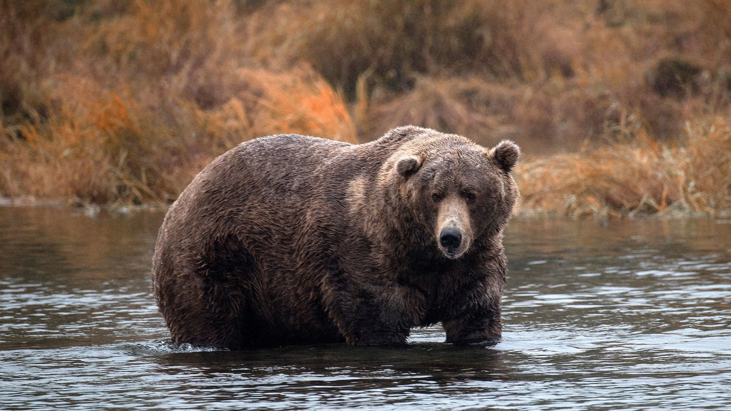 Brown bears fish for salmon at Katmai National Park in Alaska, Sept. 16, 2018.