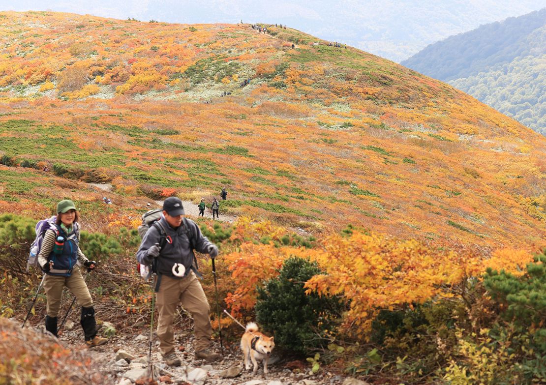 Climbers enjoy viewing autumn leaves at Mt. Kurikoma, the most spectacle foliage in Miyagi Prefecture on October 11, 2023.