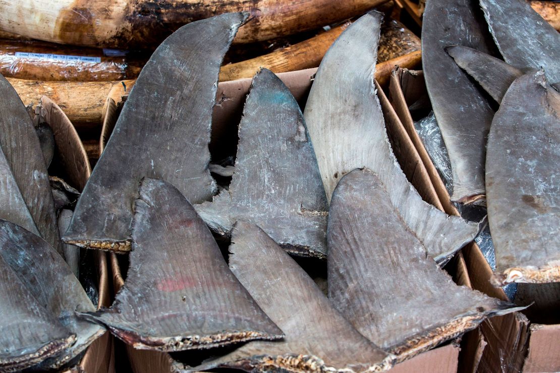 Seized shark fins at a Hong Kong news conference in 2018.