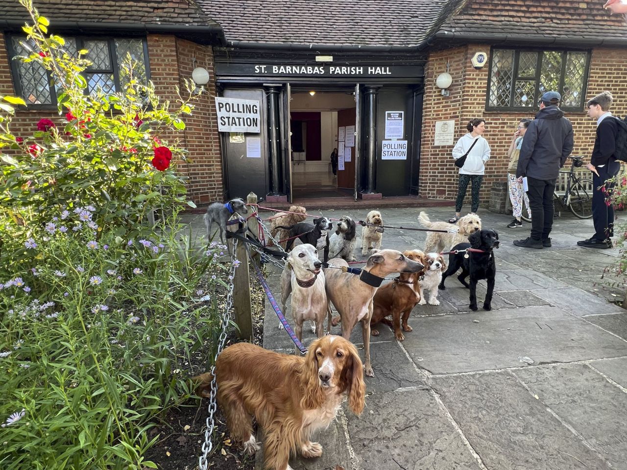 A group of dogs are posed for a photo at a polling station in London.