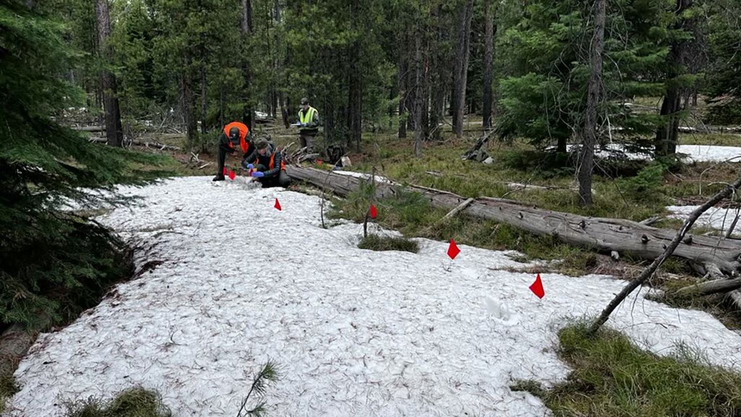 Park rangers and wildlife biologists visited the site of the attack on May 20 to gather information.