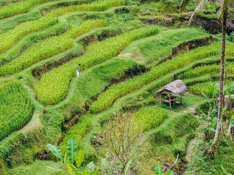 Ubud, Bali Before the "Eat, Pray, Love" Effect