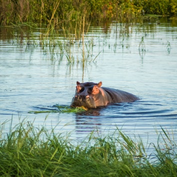 Tourist Killed by Hippo Near Kenya's Lake Naivasha