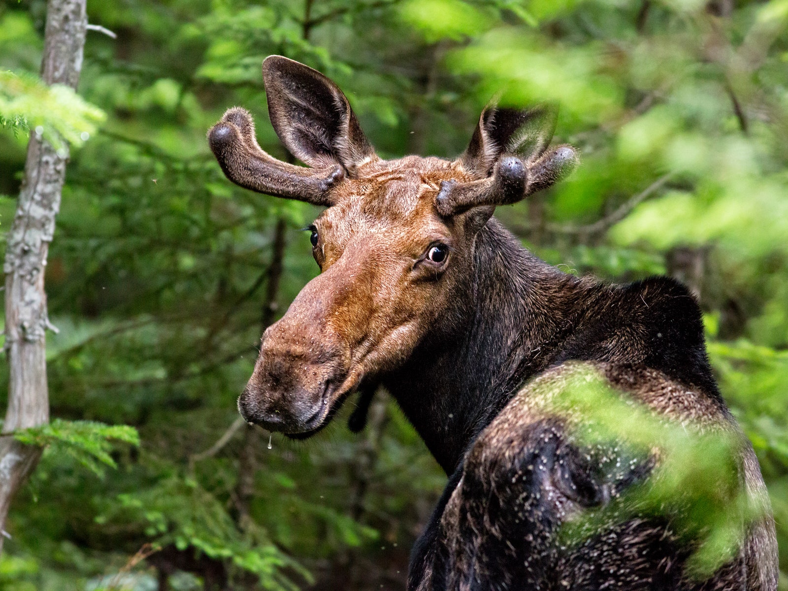 8 Best Places to See Wildlife in the U.S.