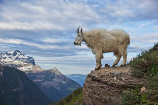 Image may contain Animal Wildlife Mammal Mountain Goat Goat and Sheep