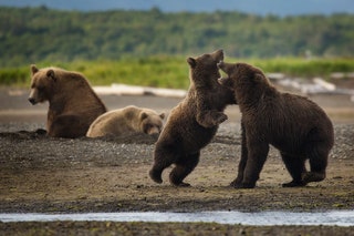 Image may contain Animal Wildlife Mammal Bear and Brown Bear