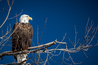 Image may contain Animal Bird Eagle and Bald Eagle