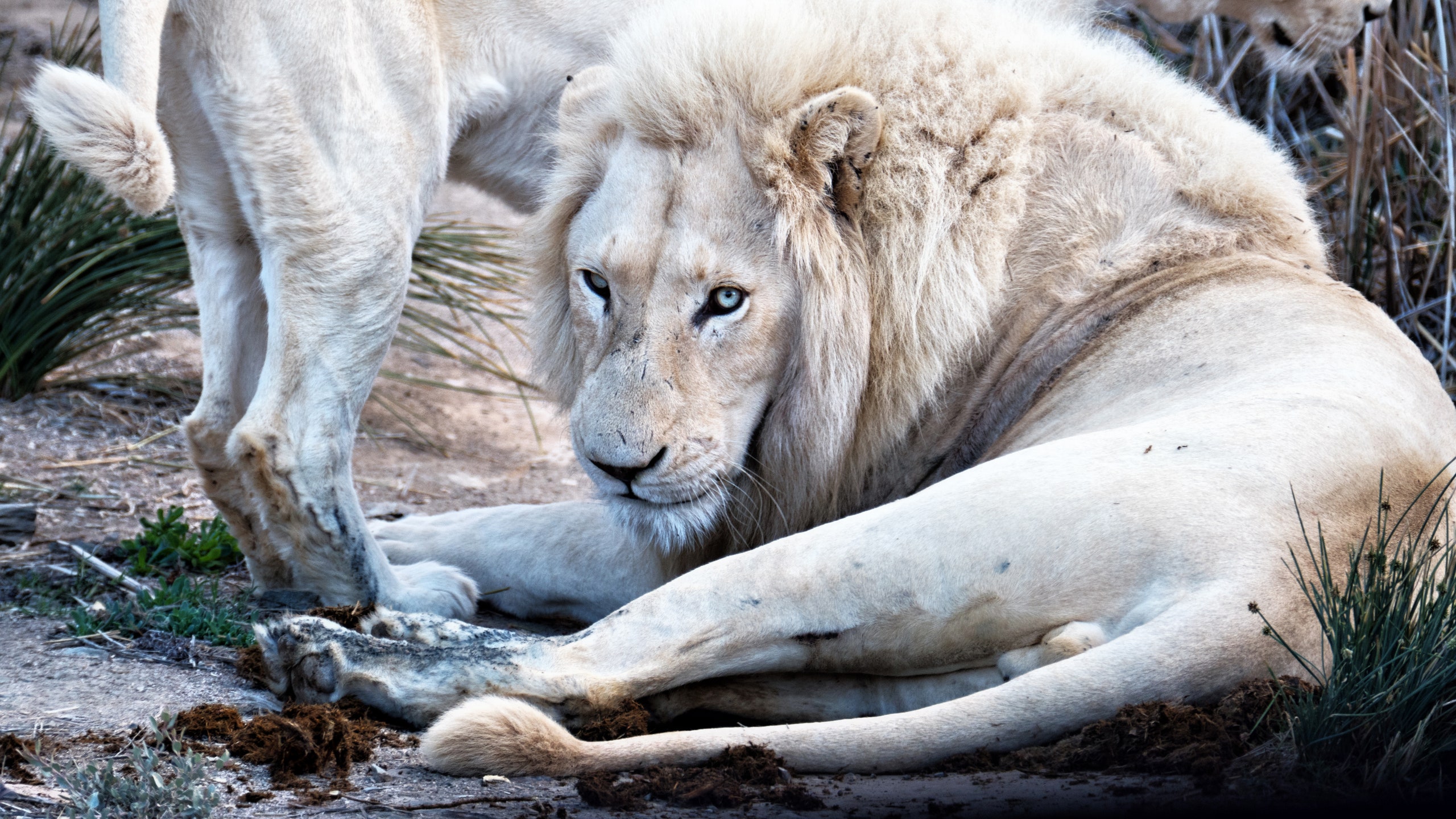 white lions in the Sanbona Wildlife Reserve