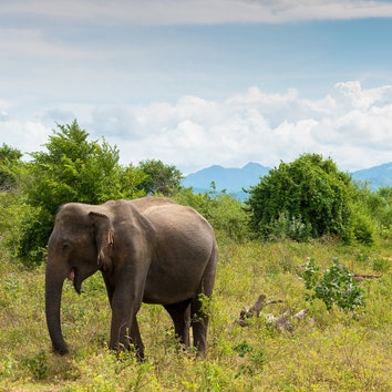 On Safari in Sri Lanka, See Hundreds of Elephants